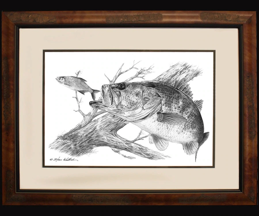 Pencil Art - Steve Whitlock